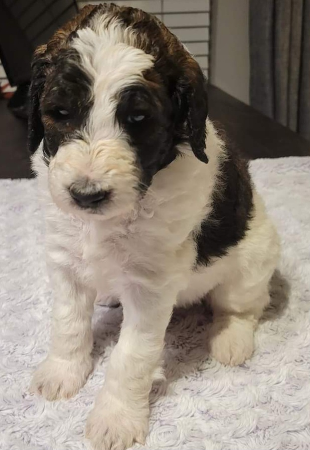 William- Black Collar - Tri-color Bernedoodle puppy in St. Louis, Missouri from St. Louis Doodle Ranch
