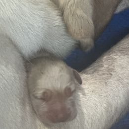 Labrador Retriever Puppies from BEL Labradors