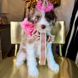 Peach - Chocolate merle female Bernedoodle puppy in Curtice, Ohio from The Pink Doghouse