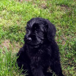Giant Schnauzer Puppies from Riesenschnauzers von Reh Bach