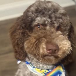 Bernedoodles from Southern Magnolia Bernedoodles