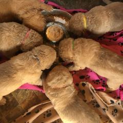 Chesapeake Bay Retriever Puppies from Bay Haven Chesapeakes