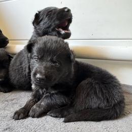 Orchid - Bi-color female German Shepherd puppy in Salem, Virginia from Vom Kylohaus German Shepherds
