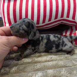 Wrangler - Dapple male Dachshund puppy in Barnard, Missouri from KB Doxies