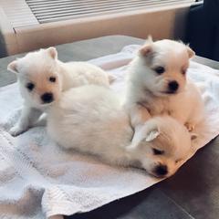 Pomeranian Puppies from Tuft of Poms