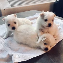 Pomeranian Puppies from Tuft of Poms