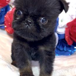 Riley - Black and tan female Brussels Griffon puppy in Litchfield Park, Arizona from Melody Lane Brussels Griffons