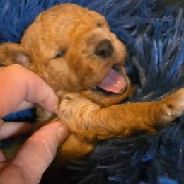 KoKo - Apricot male Maltipoo puppy in Nokomis, Florida from Sunset Farm Florida