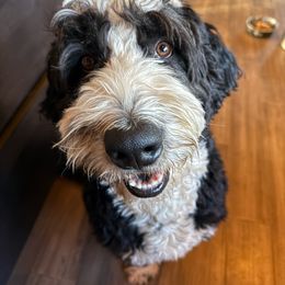 Doug - Bernedoodle