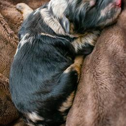 Hattie phantom merle girl - Merle female Goldendoodle puppy in Lafayette, Alabama from Sweethaven Kennels