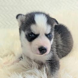 Elvis - Black and white male Siberian Husky puppy in Hebron, Kentucky from Glacier Run Huskies