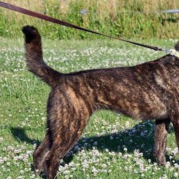 Dutch Shepherds from Vandalia Kennel Dutch Shepherds