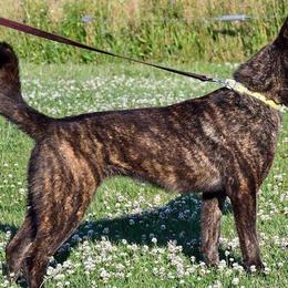 Dutch Shepherds from Vandalia Kennel Dutch Shepherds