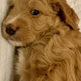 Double Doodle Puppies from Riverside Doodles in Seattle