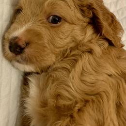 Double Doodle Puppies from Riverside Doodles in Seattle