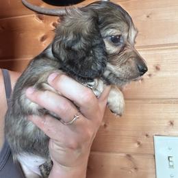 Girl 2 - Cream female Dachshund puppy in Cheyenne, Wyoming from Great Basin Hounds