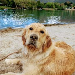 Gertie - Golden Retriever