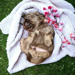 Shih Tzu Puppies from Small Pawz Kennel