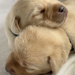 Labrador Retrievers from Crazy Tail Labradors