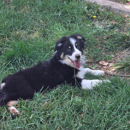 Pippa - Black tri-color female Australian Shepherd puppy in Albany, Oregon from Red Cloud Australian Shepherds and DeGray Great Danes & Bulldogs