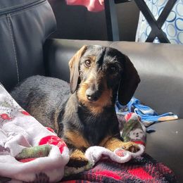 Hazel - Dachshund