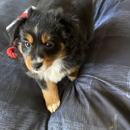 Miniature Australian Shepherd and Toy Australian Shepherd Puppies from Rye Hill Aussies