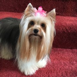 Petra - Biewer Terrier
