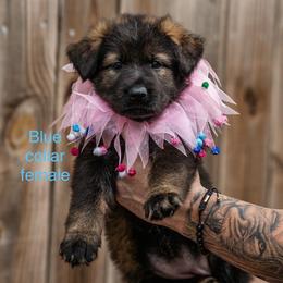 Blue Collar Girl - Sable female German Shepherd puppy in Universal City, Texas from Jaxinhaus German Shepherds