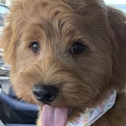 Bernedoodles and Goldendoodles from Pecks Oodle Doodles