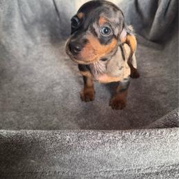 Dapple Boy - Dapple male Dachshund puppy in Moriarty, New Mexico from Lil Smokey’s of New Mexico