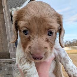 Tinsel - Fawn (Isabella) female Dachshund puppy in Arkansas from Heart of Doxie
