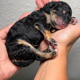 Uma - Tri-color female Bernedoodle puppy in Lecanto, Florida from Lecanto Puppy
