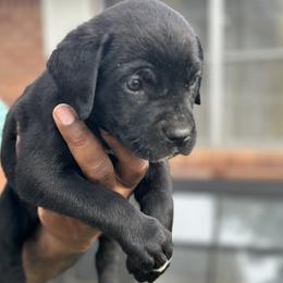 Girl 1 - female Cane Corso puppy in Weimar, Texas from Cane Corso Authority