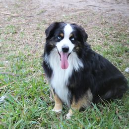 Miniature Australian Shepherd Puppies from Triple Branch Aussies