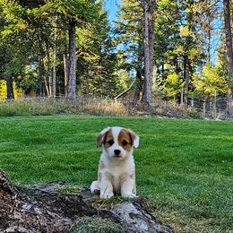 Pembroke Welsh Corgi Puppies from North Star Pembroke Welsh Corgi's