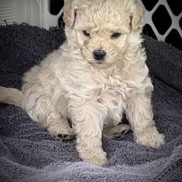 Australian Labradoodle Puppies from Tiny Treasures Australian Labradoodles