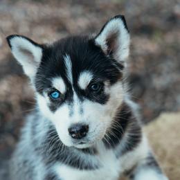 Siberian Husky Puppies from Chelsea's Huskies
