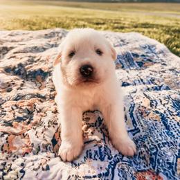 Jack - White male Great Pyrenees puppy in New Palestine, Indiana from Hitchcock Homestead