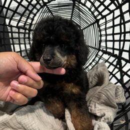 Olaf - Phantom male Poodle puppy in Lathrop, California from Stellar Poodles