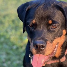 Rottweilers from Von Ratermann Rottweilers