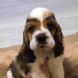 Corporal - Sable and white male Cocker Spaniel puppy in Florence, South Carolina from Reddick's American Cocker Spaniels