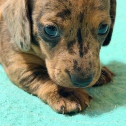 Dapple - Dapple female Dachshund puppy in Fayetteville, North Carolina from Army of Dachshunds