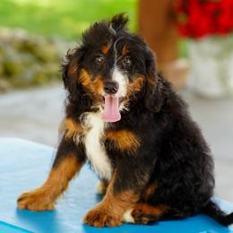 Mustang (socialization program graduate) - Tri-color male Bernedoodle puppy in Dundee, Ohio from Down Home Doodle