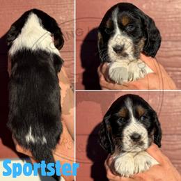 Sportster - Black white and tan male English Springer Spaniel puppy in Fond Du Lac, Wisconsin from Clucking Homestead Springers & Dachshunds