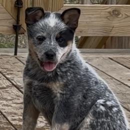 Prime - male Australian Cattle Dog puppy in Devalls Bluff, Arkansas from Coolhand's Australian Cattle Dogs