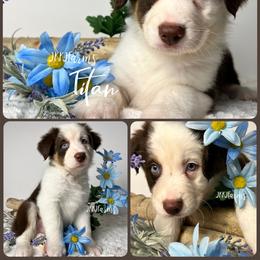 2 Titan - Red tri-color male Australian Shepherd puppy in Huntington, Texas from JKKJ Farms, LLC
