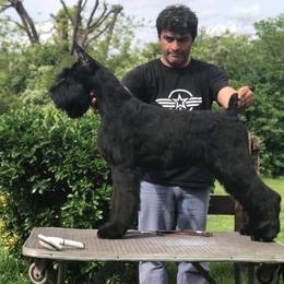 Sorceress - Giant Schnauzer