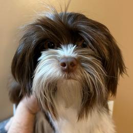 Olly - Chocolate, tan and white male Yorkshire Terrier puppy in Parkersburg, West Virginia from Chocolate Diamonds in the RUFF