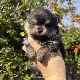 Star - Black and tan female Pomeranian puppy in Newport Beach, California from Exotic City Pomeranians and chihuahuas