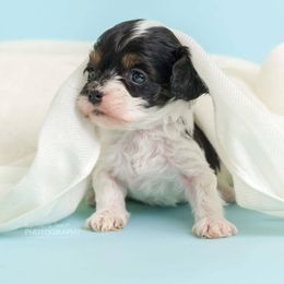 Cockapoo Puppies from Eden Dog